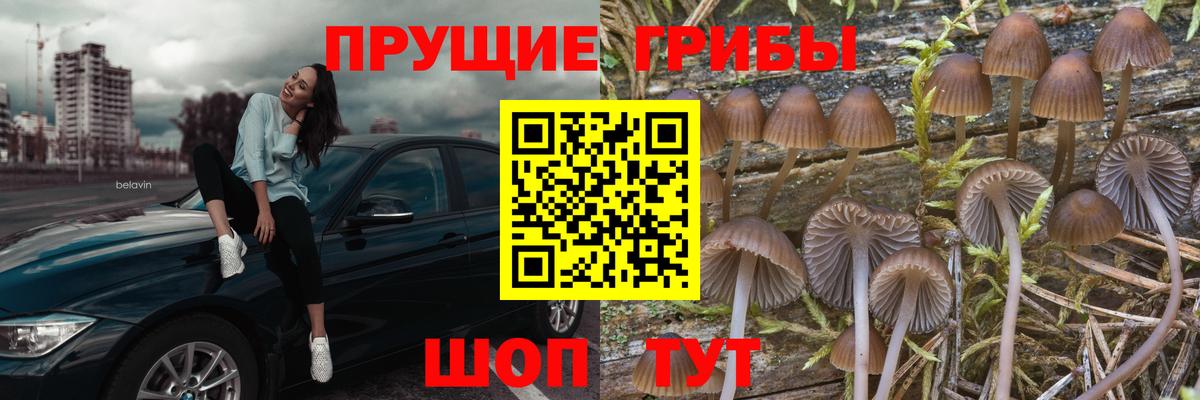 Аргун  Псилоцибиновые грибы мухоморы  Вход с VPN 
